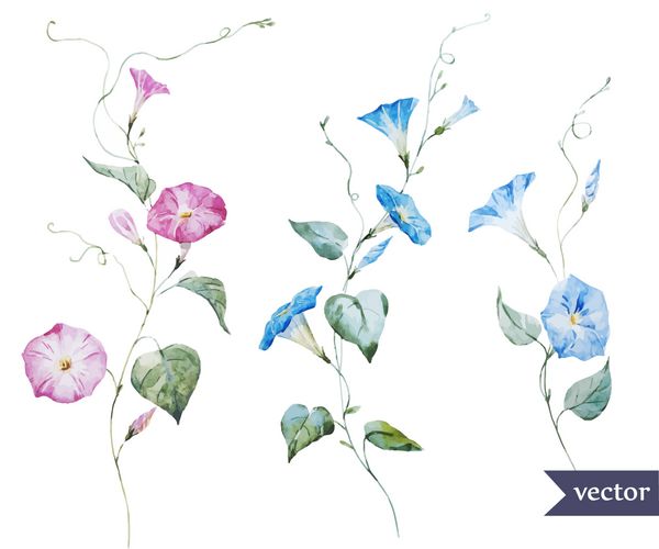 وکتور آبرنگ طراحی گلهای ظریف صورتی و آبی شکوه صبحگاهی