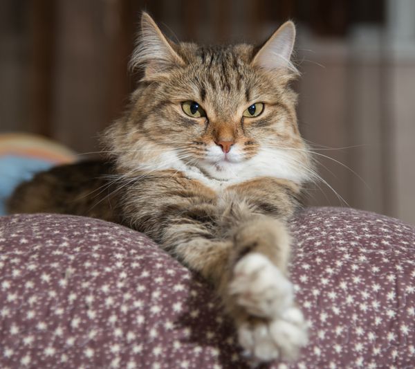 گربه گربه در حال استراحت روی مبل در پس زمینه تاری رنگارنگ گربه بامزه بامزه از نزدیک گربه بازیگوش جوان روی تخت گربه خانگی گربه آرامش بخش گربه در حال استراحت گربه در خانه گربه زیبا