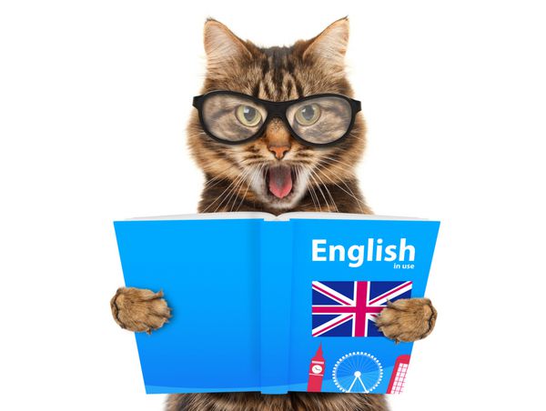 گربه بامزه در حال یادگیری زبان انگلیسی است گربه در حال خواندن کتاب