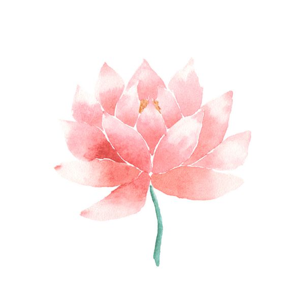 آبرنگ گل نیلوفر صورتی وکتور عنصر تزئینی ایزوله شده در زمینه سفید قالب لوگو نماد هند تمرینات شرقی یوگا آیورودا مدیتیشن و فرهنگ بودایی