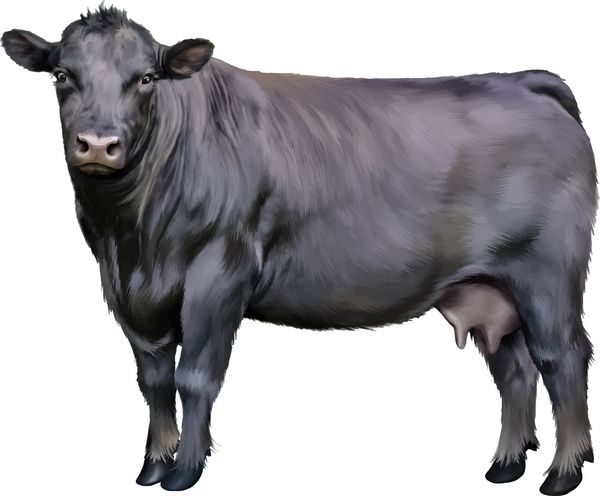 گاو سیاه جدا شده در پس زمینه سفید وکتور