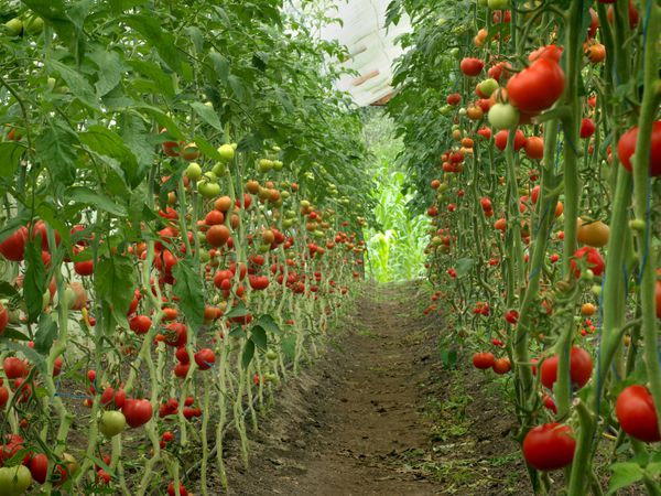 برداشت گوجه فرنگی در گلخانه