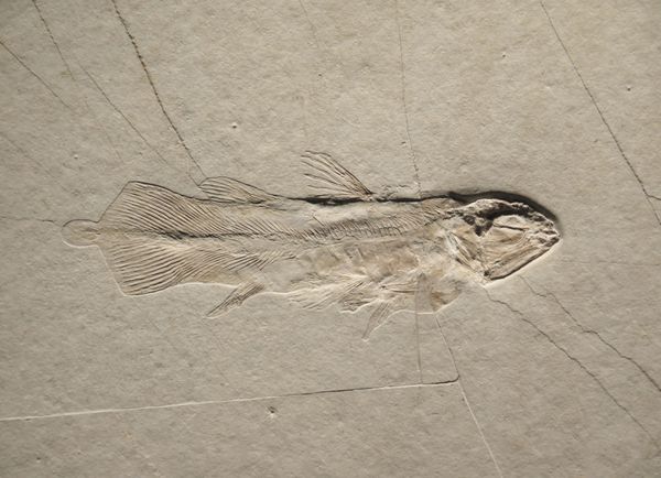 کولاکانت فسیل ماهی باستانی روی سنگ ماسه