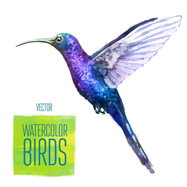پرنده آبرنگ colibri جدا شده در پس زمینه سفید وکتور