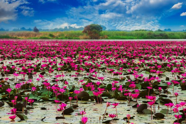 sea of red red marsh red lutus sea of red lutus Thailand