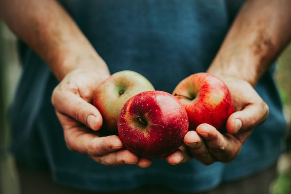 میوه و سبزیجات ارگانیک کشاورزان سیب های تازه برداشت شده را به دست می آورند