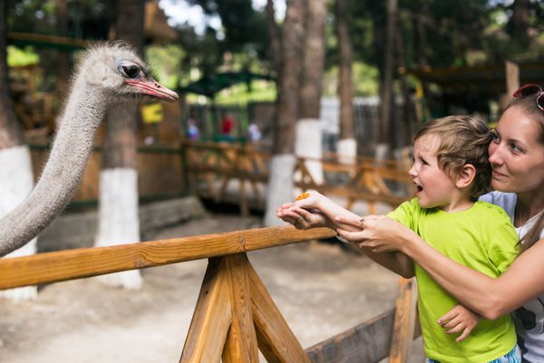 پسر عاطفی کوچک با مادرش در باغ وحش تماس با شترمرغ تغذیه می کند