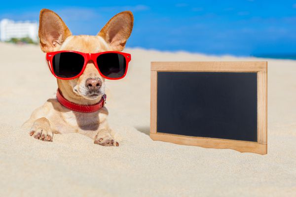 سگ چی‌هواهوا که در تعطیلات تابستانی در یک سوراخ در شن‌ها در ساحل دفن شده است عینک آفتابی قرمز به چشم دارد ساحل اقیانوس پشت سر بنر خالی خالی در کناره