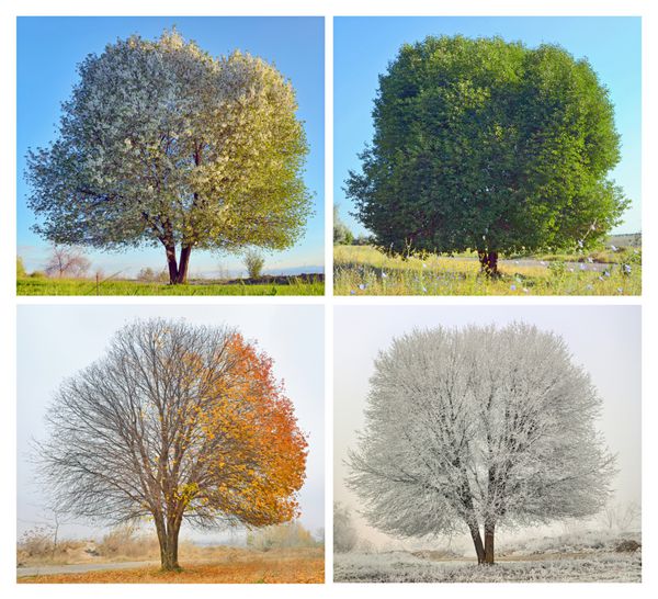 چهار فصل برای یک درخت تنها