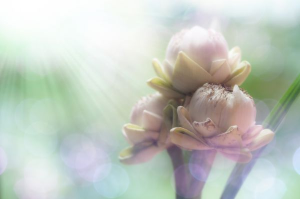 گل نیلوفر سفید نیلوفر آبی یکی از شناخته شده ترین نمادهای بودیسم است
