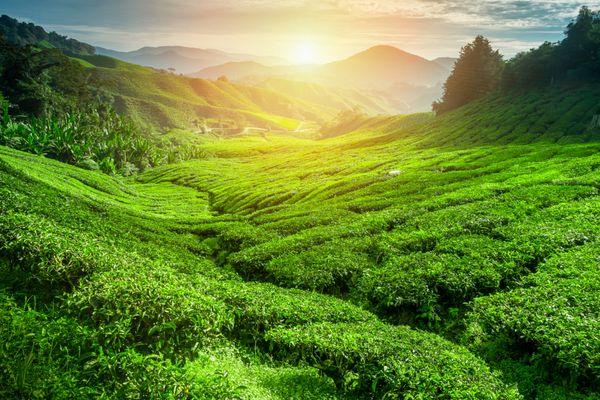 مزرعه چای در زمان غروب آفتاب پس زمینه طبیعت