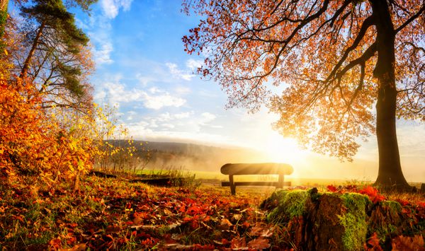 منظره پاییزی با خورشید که نیمکتی زیر درخت را به گرمی روشن می کند تعداد زیادی برگ طلا و آسمان آبی