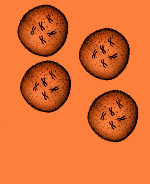 چهار میکروب پرتقال در یک میکروسکوپ در مطب پزشکی دیده می شود