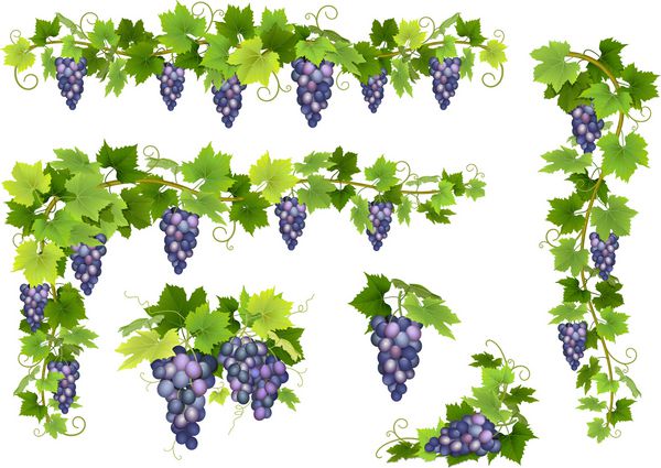 مجموعه ای از خوشه های انگور آبی cer از انواع توت ها شاخه ها و برگ ها وکتور