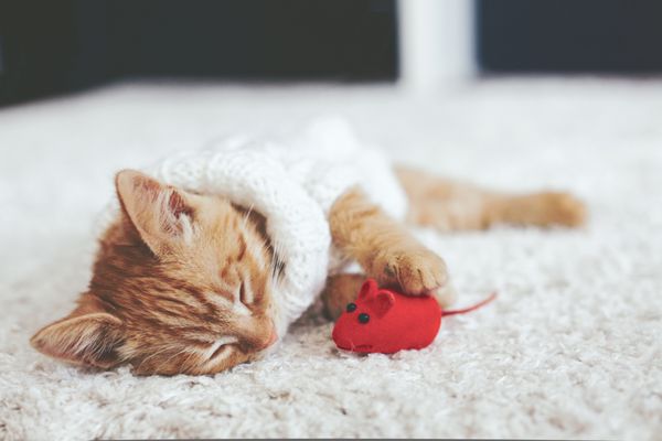 بچه گربه زنجبیلی ناز با ژاکت بافتنی گرم با اسباب بازی حیوان خانگی روی فرش سفید می خوابد