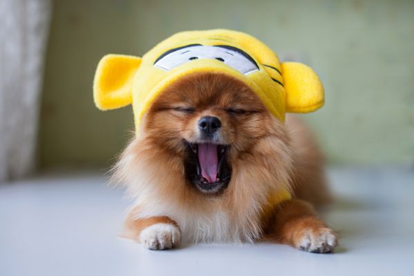 عکس پروفایل دختر با سگ هاسکی