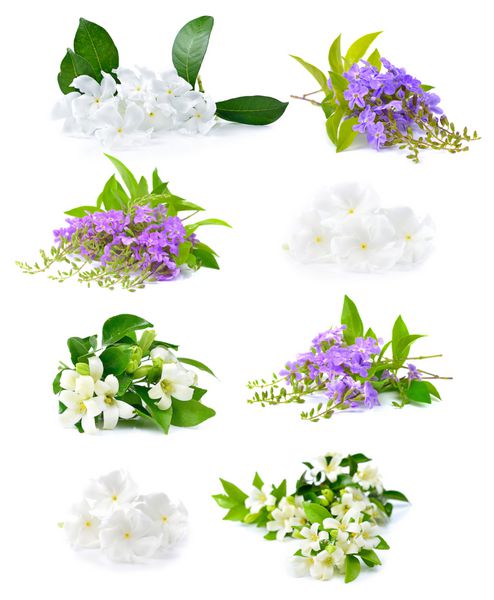 گلهای سفید تازه و گلهای بنفش جدا شده در پس زمینه سفید
