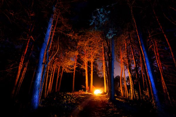 جنگل تاریک با آتش در شب