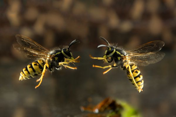 دو زنبور در حال پرواز