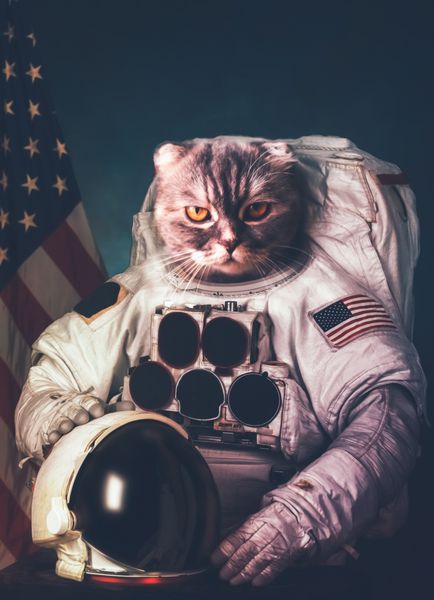 گربه فضانورد زیبا عناصر این تصویر ارائه شده توسط ناسا