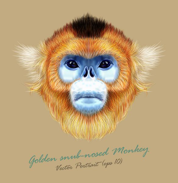 پرتره وکتور شده از میمون دماغه طلایی در زمینه رنگ طبیعی موکی ناز وحشی جنوب غربی چین