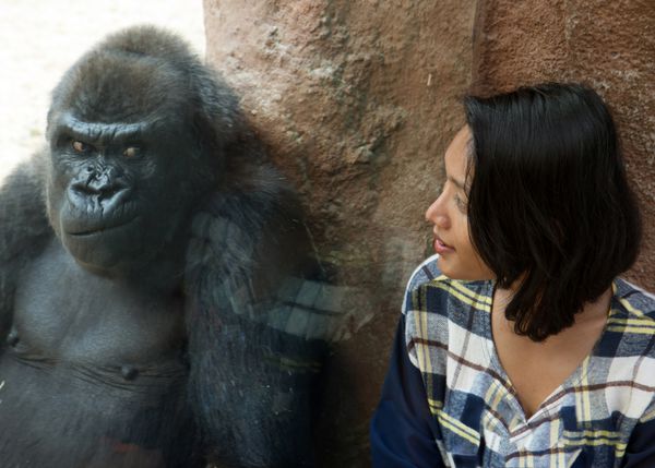 بازدید کننده باغ وحش در محوطه گوریل زنی به حالات چهره گوریل های پشت شیشه نگاه می کند گوریل بامزه در حال تماشای دختر در باغ وحش