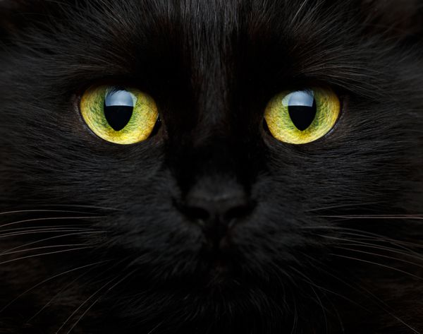 پوزه ناز یک گربه سیاه از نزدیک
