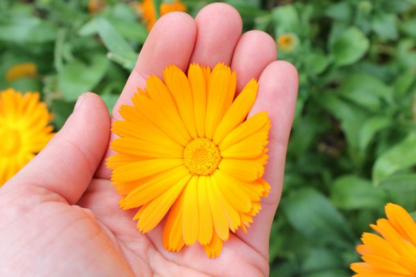 گل calendula officinalis گل همیشه بهار در دست