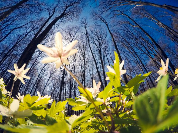 جنگل فوق العاده با گل های تازه زیر نور خورشید مناظر منحصر به فرد دراماتیک بهار لحظه شقایق گل برفی است اروپا دنیای زیبایی اثر فیلتر نرم