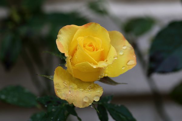 گل رز طلایی زیر باران
