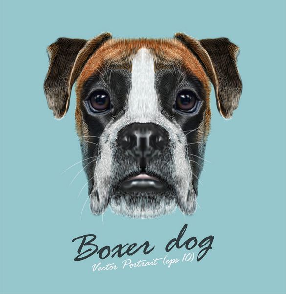 وکتور پرتره تصویر شده از سگ باکسر در پس زمینه آبی سگ باکسر حنایی یک سگ مو کوتاه است که در آلمان توسعه یافته است