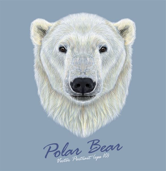 وکتور پرتره منقوش از خرس قطبی در پس زمینه آبی بزرگترین و شمالی ترین خرس