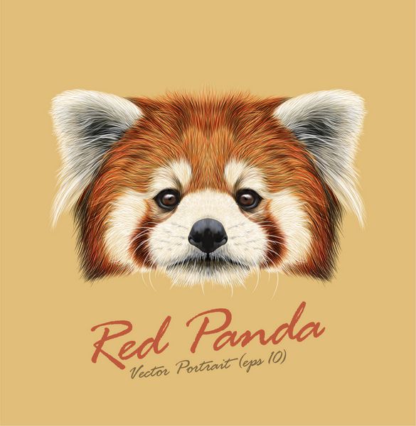 پرتره وکتور شده از پاندا قرمز که گربه خرس قرمز نیز نامیده می شود اف زیبا از پاندا در پس زمینه طبیعی