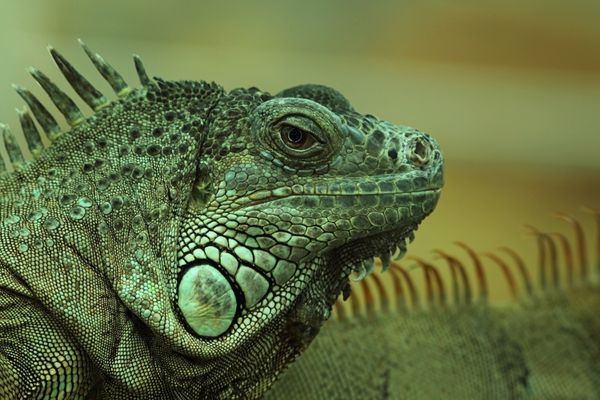 ایگوانای سبز iguana iguana rhinolopha