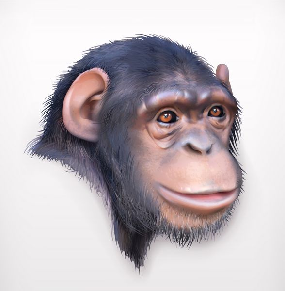 سر شامپانزه وکتور واقعی