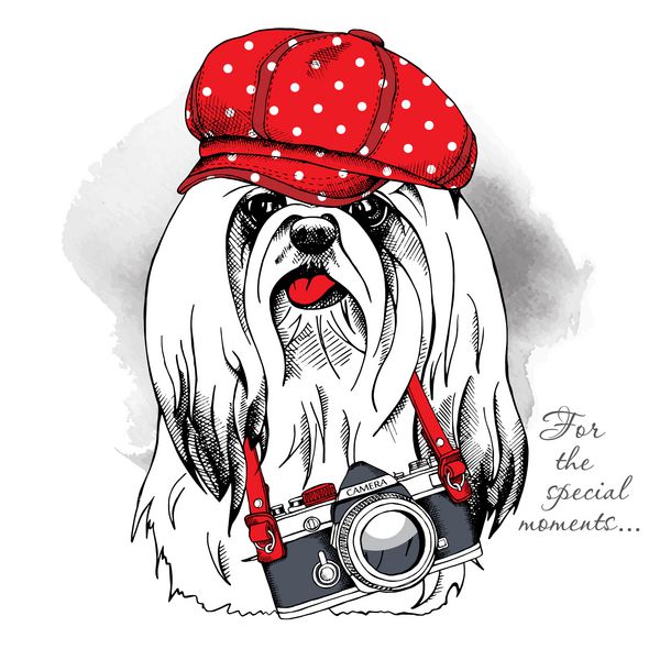 پرتره یک سگ در یورک که کلاه قرمزی بر سر دارد با دوربین وکتور