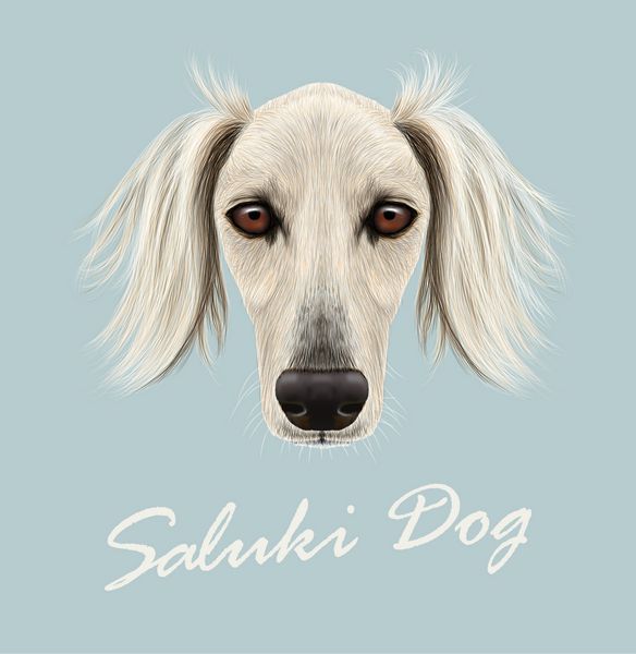وکتور پرتره تصویر شده از سگ سالوکی f زیبای سگ خانگی اصیل در زمینه آبی