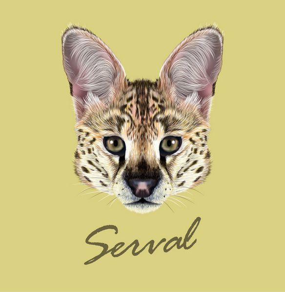وکتور پرتره ilrated serval f زیبا از گربه وحشی آفریقایی در پس زمینه زرد