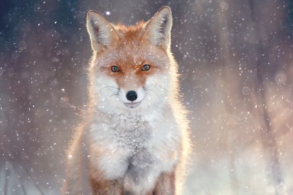 روباه قرمز در جنگل زمستان زیبا