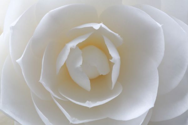 گل کاملیا سفید زیبا