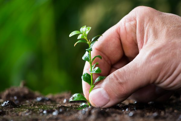 نمای نزدیک از دست مردی که درخت کوچکی روی زمین کاشته است