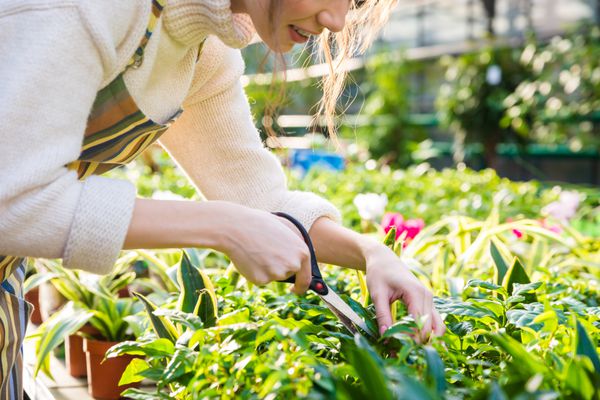 زن جوان ناز باغبان در حال بریدن گیاهان با قیچی باغچه در گلخانه