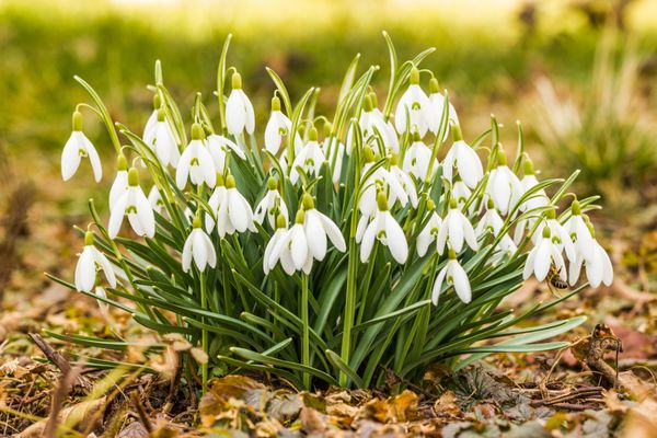 گل برفی ظریف یکی از نمادهای بهاری است که به ما می گوید زمستان در حال رفتن است و روزهای گرم تری در پیش داریم سبز تازه به خوبی مکمل شکوفه های سفید است