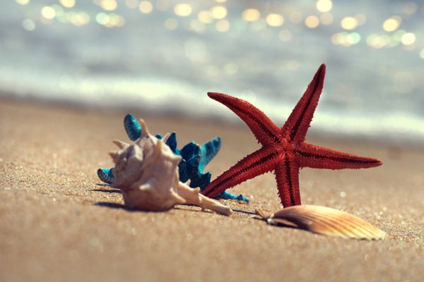 مفهوم ساحل تابستانی با ستاره دریایی و صدف