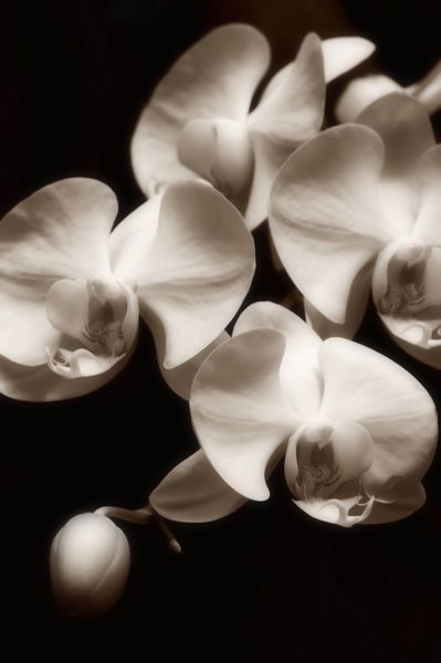 گروهی از شکوفه های ارکیده تصویر سیاه و سفید رنگ قهوه ای رنگ