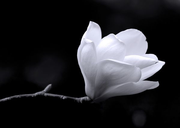 پرتره ای سیاه و سفید از گل از درخت ماگنولیا