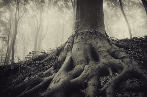 ریشه های یک درخت کهنسال در یک جنگل مه آلود تاریک