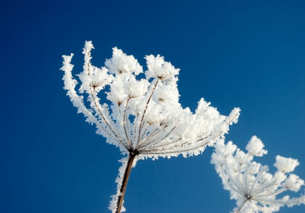 گل یخ زده در پس زمینه آسمان آبی منظره زمستانی