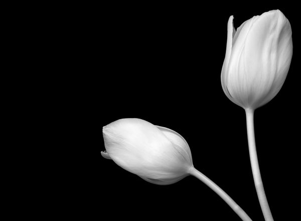 تصویر سیاه و سفید از لاله های سفید