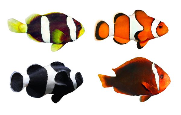 مجموعه ای از ماهی های صخره ای گرمسیری - دلقک ماهی amphiprion ocellaris amphiprion polymnus amphiprion allardi amphiprion melanopus - جدا شده در زمینه سفید